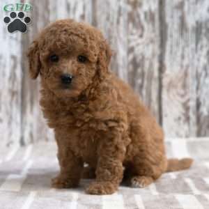 Kimberly, Mini Labradoodle Puppy